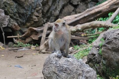 Macaca fascicularis
