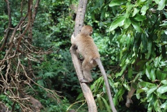 Macaca fascicularis