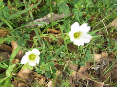 Mononeuria nuttallii