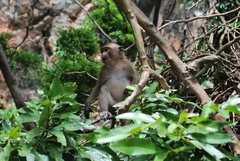 Macaca fascicularis