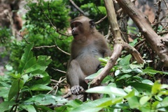 Macaca fascicularis