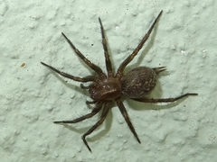 Lycosoides coarctata