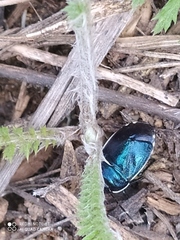 Canthophorus melanopterus