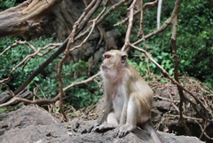 Macaca fascicularis