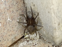 Lycosoides coarctata