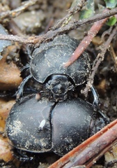 Geotrupes opacus