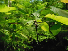 Stylogomphus albistylus