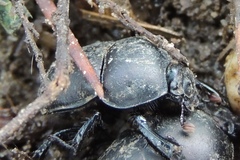 Geotrupes opacus