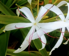 Crinum