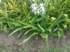 Crinum