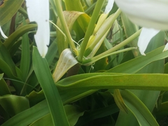Crinum