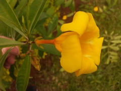 Allamanda cathartica