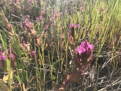 Castilleja ambigua humboldtiensis