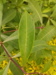 Allamanda cathartica