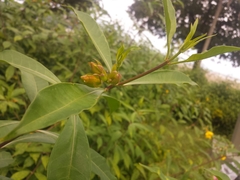 Allamanda cathartica