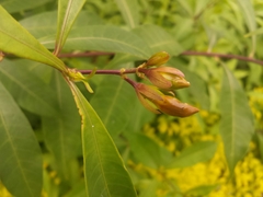 Allamanda cathartica