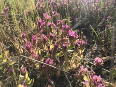 Castilleja ambigua humboldtiensis