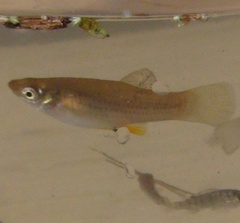 Poecilia salvatoris