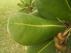 Sapotaceae