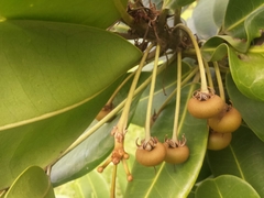 Sapotaceae