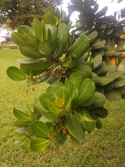 Sapotaceae