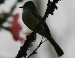 Myiarchus cephalotes