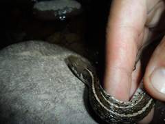 Thamnophis eques