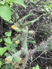 Opuntia pubescens