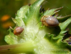 Strongylocoris