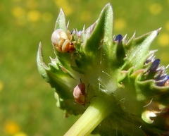 Strongylocoris