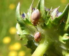 Strongylocoris