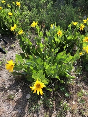 Wyethia amplexicaulis