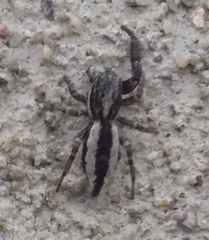 Pseudicius encarpatus