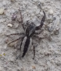 Pseudicius encarpatus