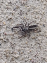 Pseudicius encarpatus