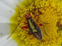 Calocoris roseomaculatus roseomaculatus