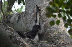 Ateles geoffroyi vellerosus