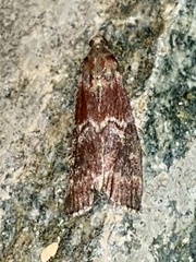 Euzophera ostricolorella