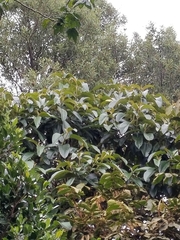 Citharexylum subflavescens