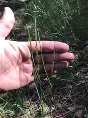 Oryzopsis asperifolia