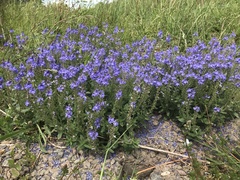 Veronica satureiifolia