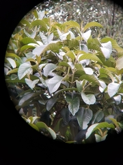 Citharexylum subflavescens