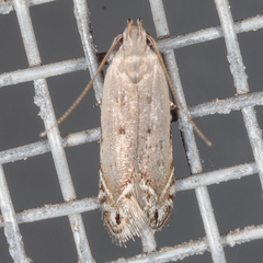 Battaristis nigratomella