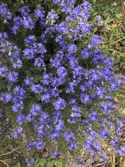 Veronica satureiifolia