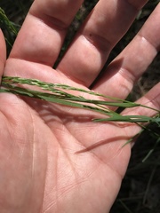 Oryzopsis asperifolia