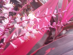 Cordyline fruticosa