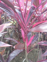 Cordyline fruticosa