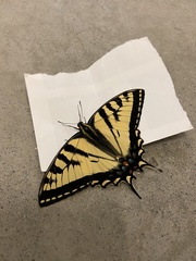 Papilio canadensis