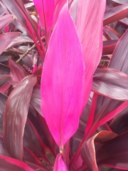 Cordyline fruticosa
