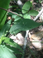 Dichanthelium boscii
